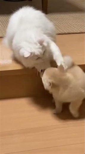 Cat vs Puppy in front of the stairs: Turkish Angora teases Jindo until mom shows up