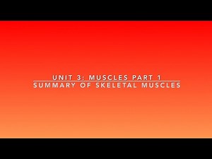 Summary of Skeletal Muscles | Lime the Tutor | Premed Anatomy and Physiology