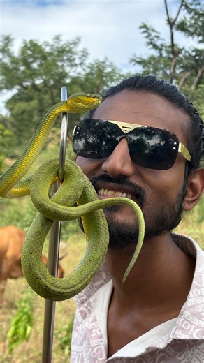 mehboobvijapurkar_ on Instagram: "Bamboo Pit Viper information"