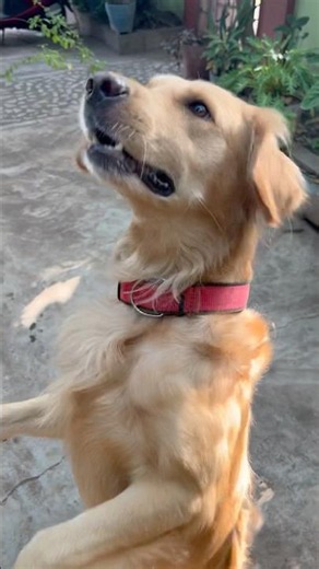 🐶 Turbo’s Morning Routine ❤️ Treats First, Nap Later 😴