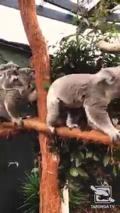 10K views · 909 reactions | The most koality traffic jam we ever did see!   keeper Andrew #forthewild #tarongatv #animalantics | Taronga Zoo Sydney | Facebook
