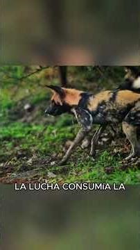 Crocodile vs. Wild Dog#animals #Friendship #Us #fyp