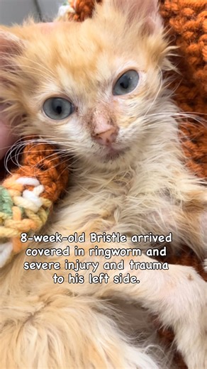 💙 Meet Bristle — Our Little Miracle on Three (and Now Four!) Legs 💙 When Bristle arrived at the municipal shelter as an 8-week-old kitten, he was covered in ringworm and suffering from a severe injury to his left side. The trauma caused significant nerve damage, leaving him unable to walk on his left front leg. Most kittens in this situation face amputation — or worse. But Bristle was lucky. Thanks to an incredible collaboration between Juliet’s House Animal Rescue and Flopsy’s Friends Foundat