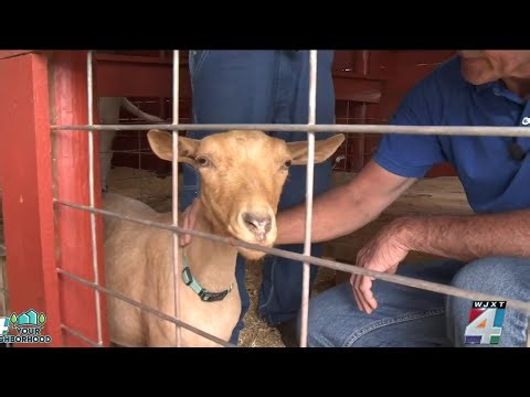 Who's the GOAT? Meet the baby goats at the Clay County Fair