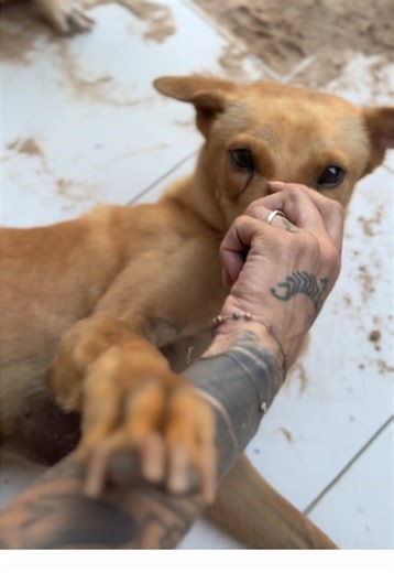 Test d’algorithme like la première vidéo que tu vois