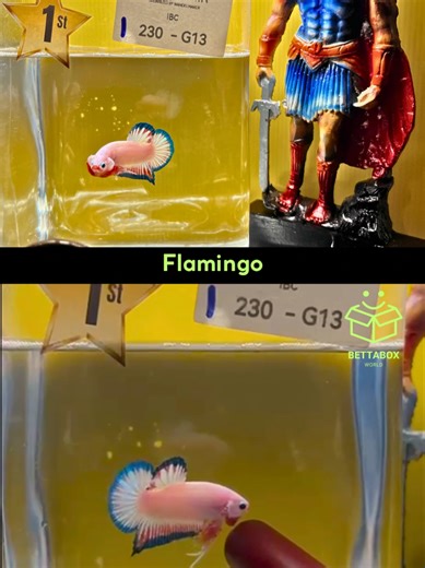 Flamingo Betta Fish Showcase at Tour De Java 2026