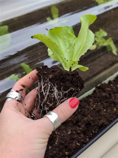 Growing Lettuce: First Seedlings in the Garden