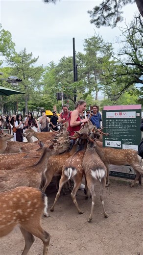Nara Deer Park in Japan 🦌 | Amazing Wildlife Experience You’ll Never Forget!