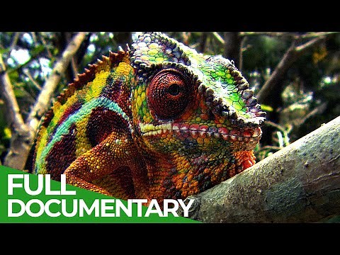 Wildlife Instincts: Chameleons - Designed to Hunt | Free Documentary Nature