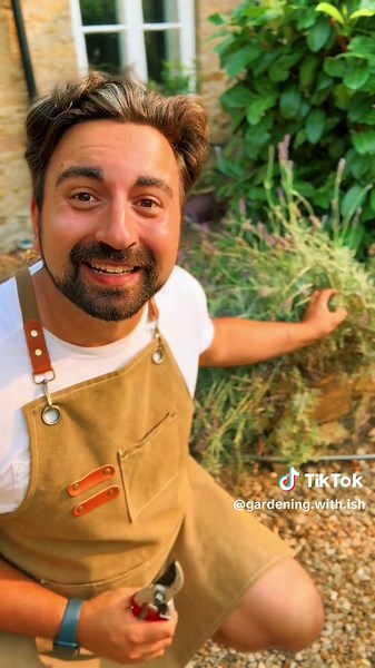 If your lavender is looking leggy and long then summer pruning lavender is a great way to encourage your plant to bush out and look even fuller next year. Theres also a bit about lavender cuttings too! After all, you’re cutting it away, might as well put it to use! #gardeningtips #gardening101 #gardening #lavender #pruning #gardencare #gardenplants #gardenproject #cottagegarden