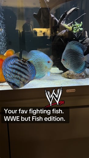 WWE discus edition. Your favourite fish fighting. Discus aggression be real!! #fisharefoodnotfriends #aquariumsoftiktok #freshwaterfishtank #tropicalfish #discuskeepers