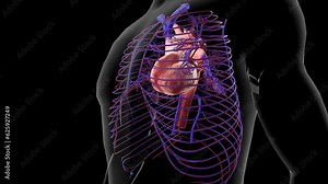 The aorta is the main artery that carries blood away from your heart to the rest of your body . Stock Video