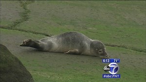 Stranded baby seal causes crowd in Bayside, Queens, then flops back in water