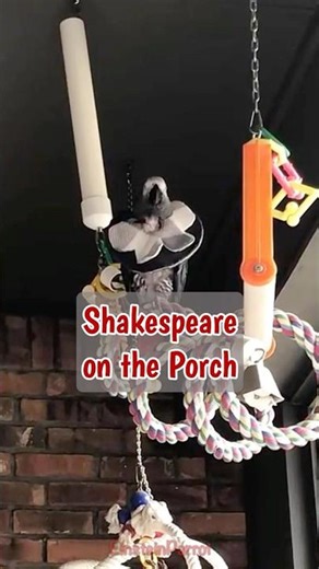 Looking like Shakespeare, Einstein Parrot is spending time on the porch, and he has plenty to say!