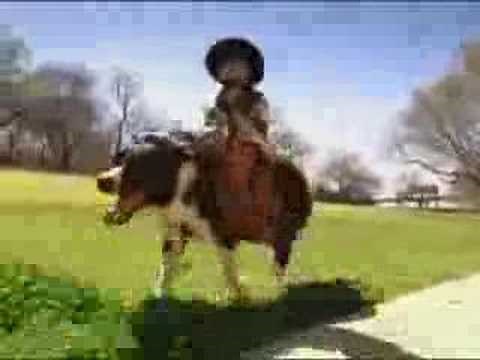 taco john starring whiplash the cowboy monkey