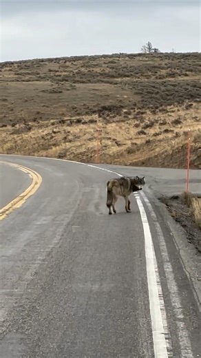 A Gray Wolf from the Wapiti Lake Pack takes control of the road in Hayden Valley. In just a few days, park roads will close for the season, and the park will belong to the wildlife. It seems they already know Yellowstone is theirs again. #wolf #wolvesofyellowstone #yellowstone #yellowstonenationalpark #wildlifephotography | Allie Swafford