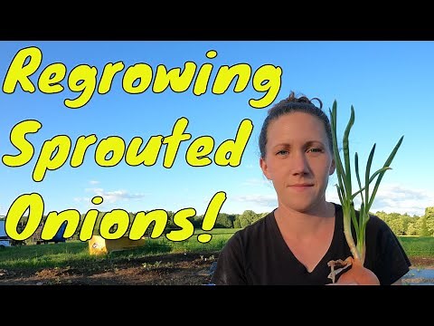 #36 Planting Sprouted Onions!