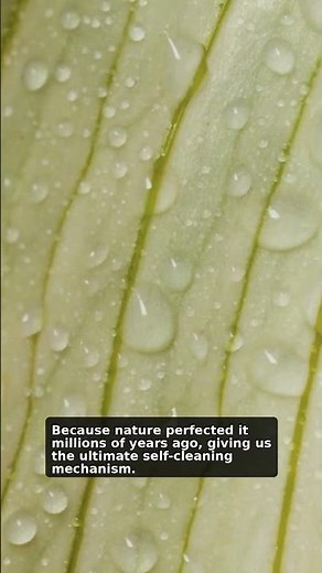 Superhydrophobic Surfaces: Why Water Bounces Off! (Science Unveiled) #Shorts