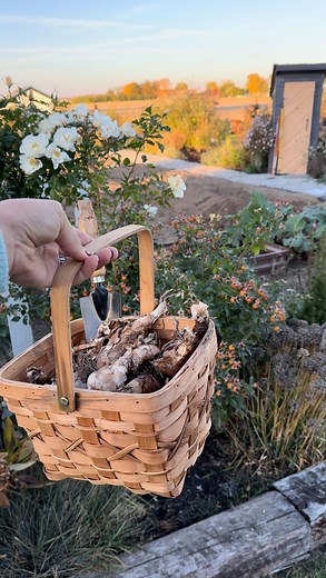 6.8K views · 1.3K reactions | But this next Spring they’ll all be...