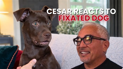 Let's analyze a young dog who looks calm and gentle—but can’t release an object. 🐶👀 There’s no aggression, but the fully dilated pupils reveal fixation. In this Cesar Reacts, I explain why fixation isn’t defiance or dominance—it’s confusion. With calm patience, the dog resets mentally and releases. 👉 Watch more videos like this on my YouTube channel! Analicemos a un perro joven que parece estar en calma y dócil… pero no puede soltar un objeto. 🐶👀 No hay agresión, pero las pupilas están comp