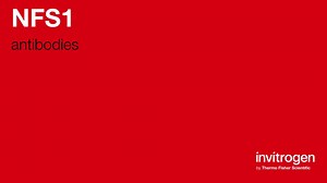 NFS1 antibodies from Thermo Fisher Scientific