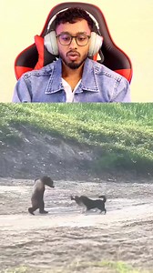 340K views · 5.4K reactions | Wild Pack Attack!  .............️............ Thanks for watching A whole group of dogs rushed together like a real battle pack — attacking wolves, bears, and every threat in their territory. Raw, wild nature in full action. #MrIlluma #viralclip #wildlife #animalpower #wowclip #naturemoment #shortstory | Mr Illuma | Facebook