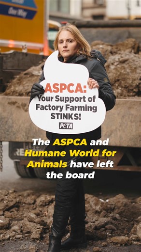 🚨 There’s NO such thing as “humane” meat 🚨 Global Animal Partnership’s labels don’t protect animals and after years of PETA pressure, ASPCA, Humane World for Animals, and Compassion in World Farming have stopped propping up this deceptive program 👏🎉 | PETA (People for the Ethical Treatment of Animals)