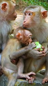 52K views · 1K reactions | Monkey Magic on Reels | Facebook