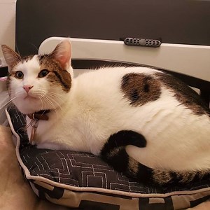 What the meow is Popcat and why is it trending worldwide?