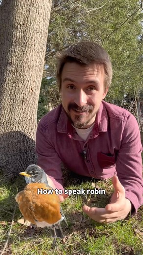 What are robins saying? Learn their hidden language 🐦#birdlanguage #nature
