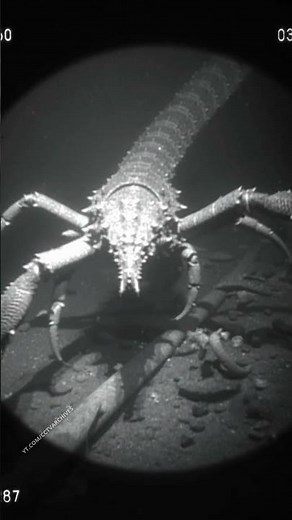 Deep-Sea Scientists Capture HYBRID CREATURE: Crab, Lobster & Scorpion Fused Into One