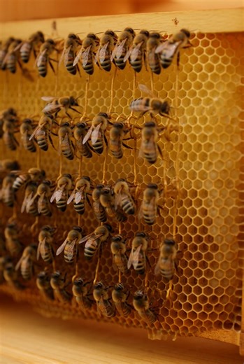 Bees work together to make the world better! This is how bees build their hive. They link their legs together Bees work together to make the world better! This is how bees build their hive. They link their legs together and they make a little living chain of bees. These chains of bees are called ‘festoons’. And when bees are festooning like this, they’re using their little bee bodies to warm up the space around them so that it’s easier for them to build and repair the beeswax comb of their hive.