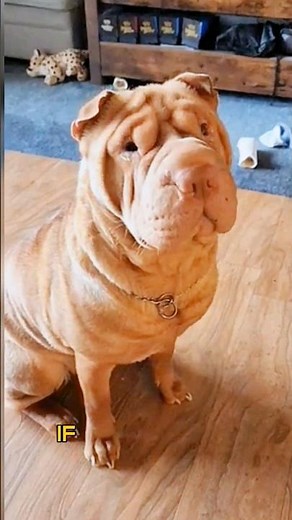 Shar pei | The story behind their wrinkled skin