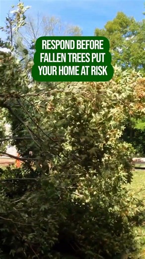 Rapid-Response Emergency Tree Removal