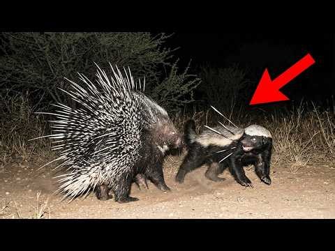 Scientists Have Revealed the 10 Most Dangerous PREY Honey Badgers Hunt — And It’s Bizarre