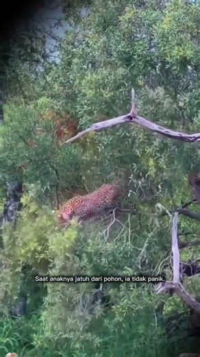 Induk Macan Tutul Santai Awasi Anaknya Belajar Memanjat | Leopard Cubs Learning to Climb