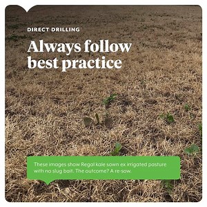 Just because you haven’t had a slug problem before doesn’t mean it won't happen! One of the most common reasons for direct drilling failures is slugs. So here's some handy tips: 🐛 Preparation should start with monitoring the paddock prior to drilling to see if slugs are present. This is done by using a slug mat, wet jute sacks or boards in the paddock 🐛 If present, apply slug bait prior to or at drilling either by broadcasting or mixing with seed down the spout, or better still, both 🐛 Paddoc