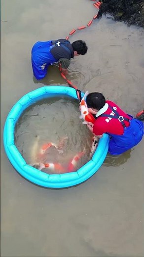 Dainichi Gosanke Harvest 🎌 #koi #fish #koifish #japan #japanesekoi #dainichikoifarm #koipond