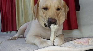 Today in this video I am showing you how my dog react on his dog food items About Video Labrador dog shy dog food happiness vlog labrador dog breed labrador dog enjoy his life with ous dog videos funny family vlog dog funny video dog voice dog sound funny family videos my dog is always hungry hungry labrador dog happy to see his dog food items dogs and dog and dog videos and labrador dog life #labrador #dog #breed #sourshy #funny #dog #video #dogs #adorable #hungry #mummy Basic information about