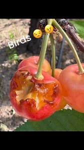 This is why we use the BIRD CANNONS you hear going off all over the County. | Pearl's Place