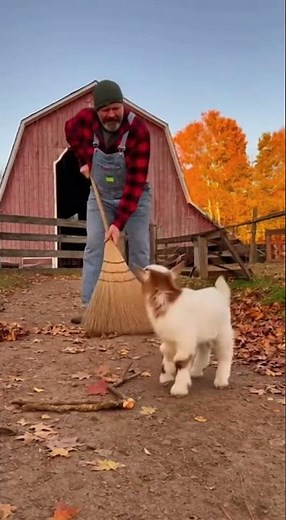 Billy Goat “Helps” Farmer Sweep Leaves 🐐🍂