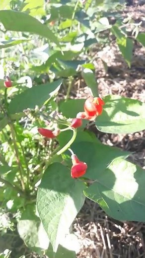 Scarlet Runner Beans, great survival food, no fertilizer needed!