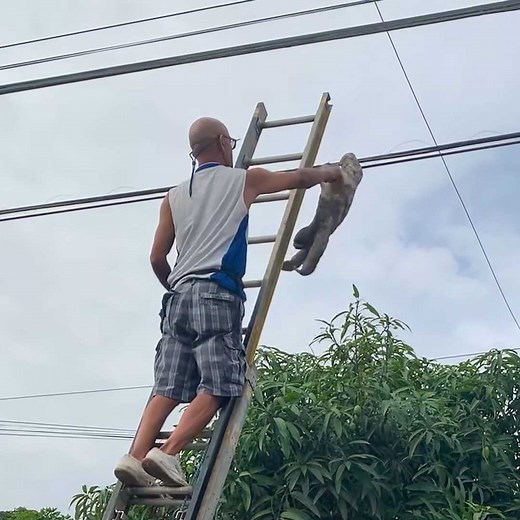 Man rescues sloth hanging from electrical wires 👏🦥 | MetDaan Animals