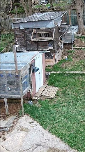 Birds returning from short training,CAmbridge,ontario,Canada | #RacingPigeon | #Homer | #Kabutar