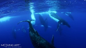 We protect what we love. 🙏 See the beauty of our world. Enjoy Moving Art now on Netflix. #visualhealing | Louie Schwartzberg