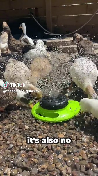 Smart Irrigation for Duck Care with RainPoint