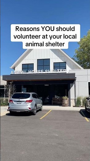Reasons you should volunteer at your local shelter