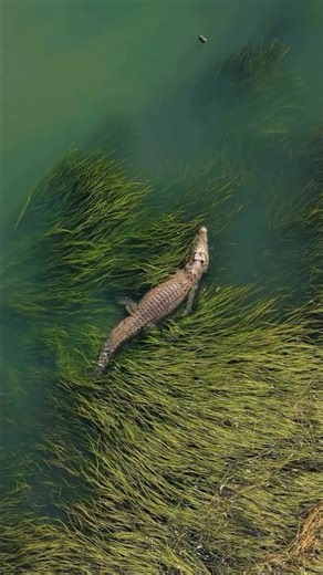 BLINK & ATTACK 😱 Ek Pal Mein Croc Ne Kar Diya Strike! Jungle Reality #woxygen #wildlife #
