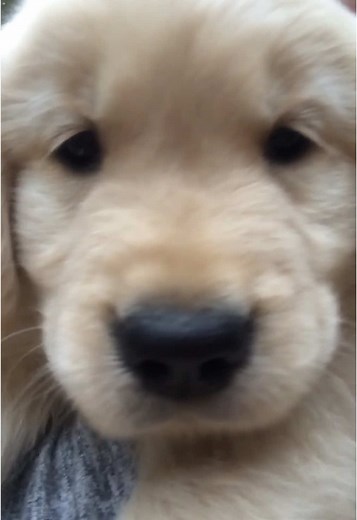 Adorable Baby Dog Moments to Brighten Your Day