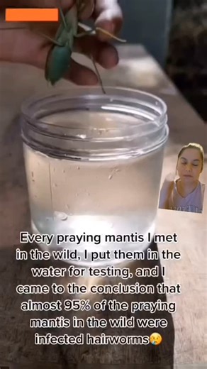 Danica | HORSEHAIR WORMS: BEWARE 😭 These worms normally infest bugs. However in "rare" cases they can indeed infest humans. "Records of human... | Instagram